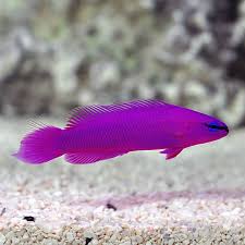 Orchid Dottyback Fish