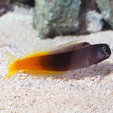 Bicolour Blenny Fish
