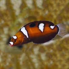 Queen Cori's Wrasse Juvenil