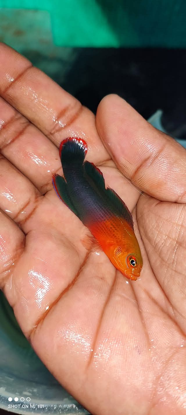 Sri Lankan Dottback Fish