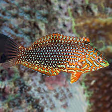 Ornate Leopard Warsse