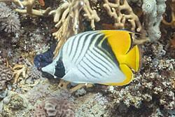 Threadfin Butterflyfish