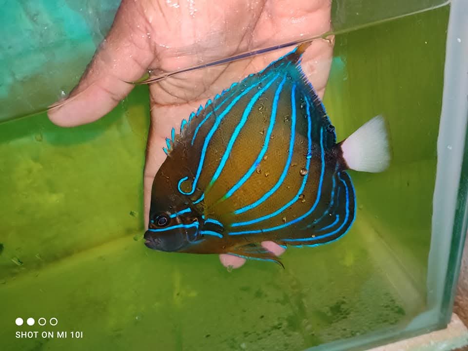 Blue Ring Angelfish