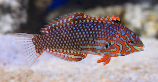 Ornate Leopard Warsse