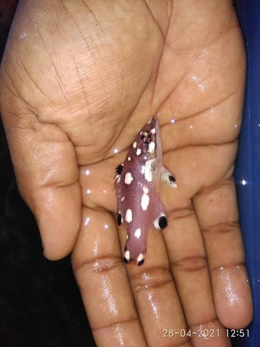 Diana Hog Fish Juvenile