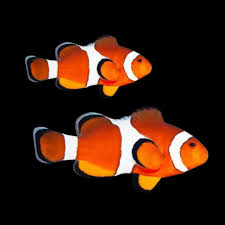 Ocellaris Clownfish