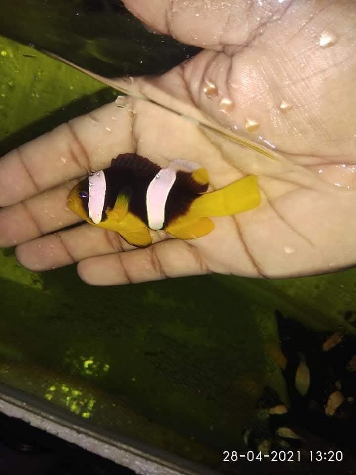 Yellow Belly Clownfish