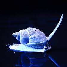 Nassarius Snail