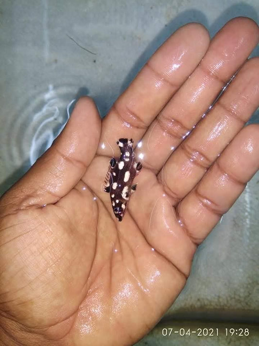 Diana Hog Fish Juvenile