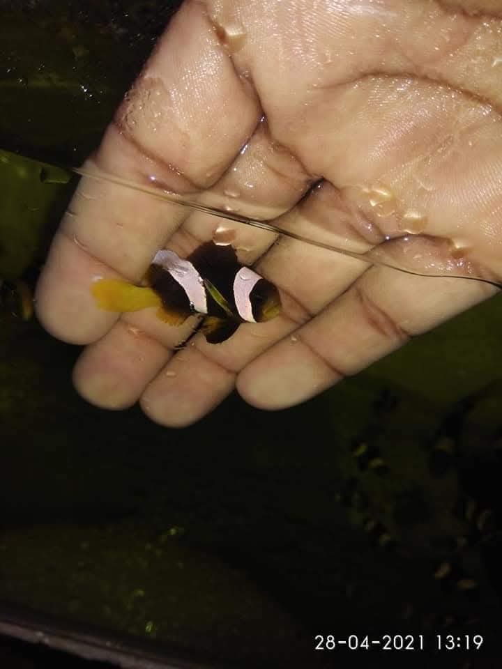 Sebay Clownfish