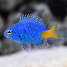 Yellow Tail Blue Damsel Fish