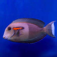 Orange Shoulder Tang Fish