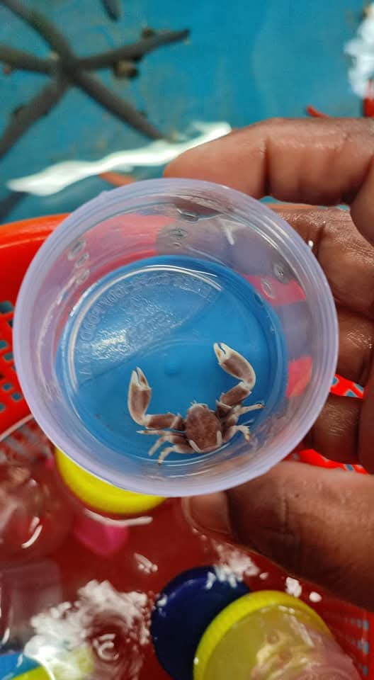 Porcelain Anemeon Crab
