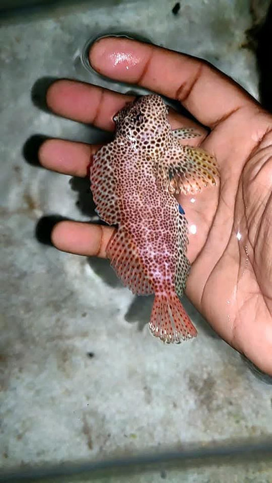 Leopard Blenny