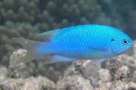 Peacock Damsel Fish