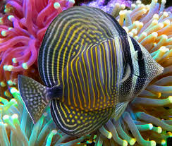 Indian Sailfin Tang