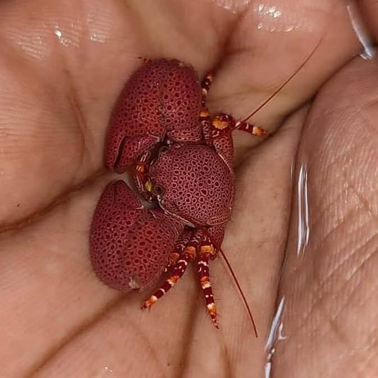 Red Coral Crab