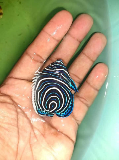 Emperer Angelfish Juvenile