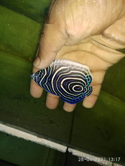 Emperer Angelfish Juvenile
