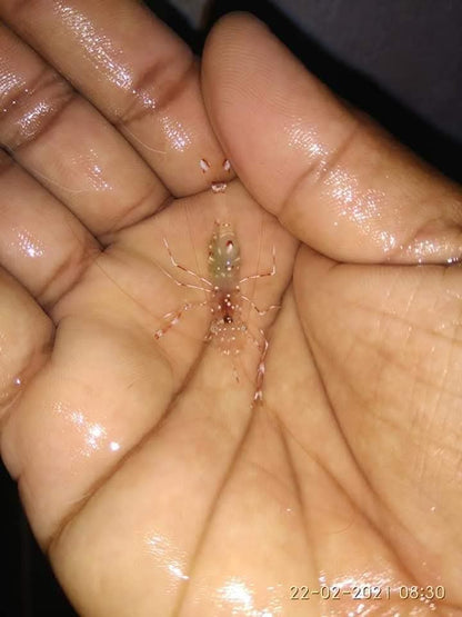 Glass Cleaner Shirmp
