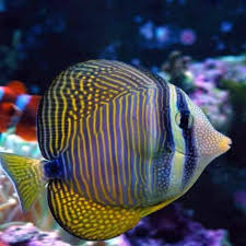 Indian Sailfin Tang
