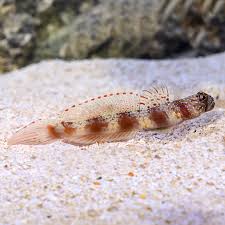 Wide Band Shirmp Goby