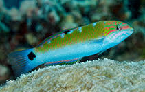 Moon Wrasse Fish