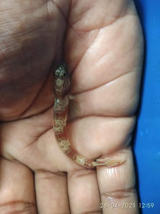 Wide Band Shirmp Goby