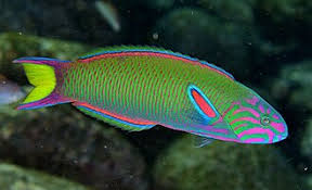 Moon Wrasse Fish
