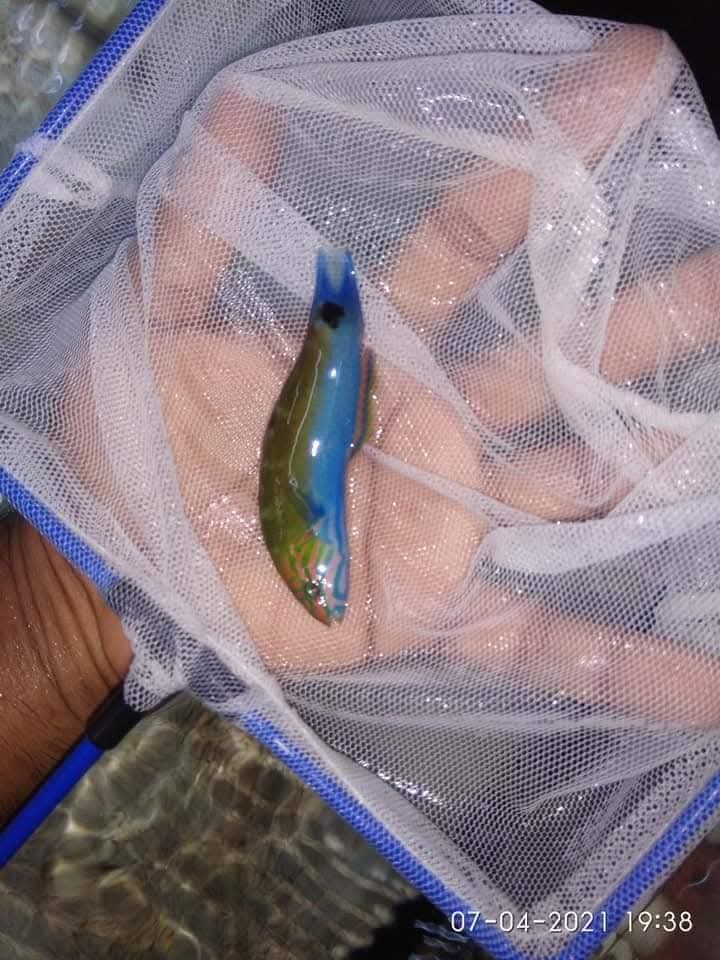 Moon Wrasse Fish
