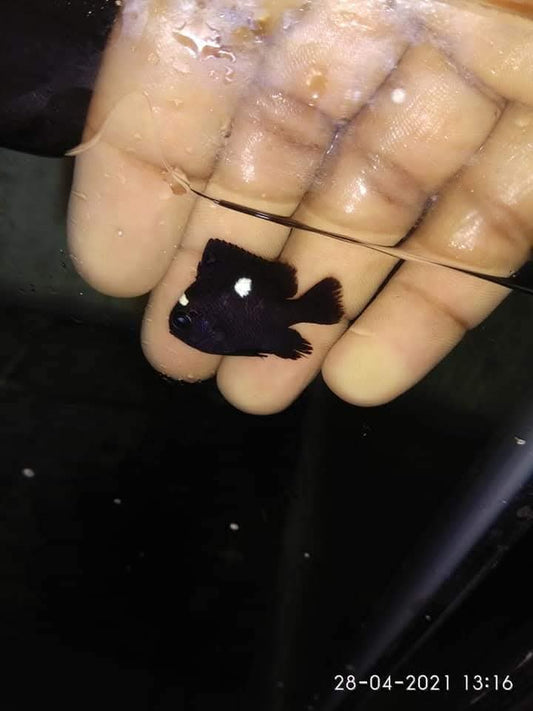 Three Spot Damsel