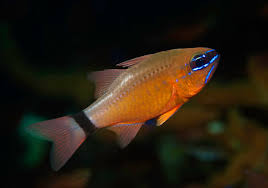 Blue Eyes Ring Tail Cardinal Fish