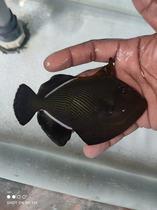 Black Trigger Fish