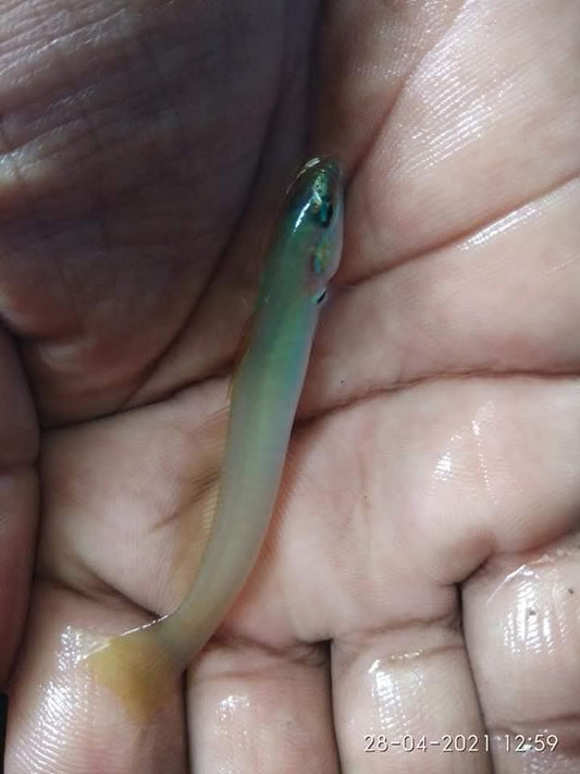 Green Drat Goby
