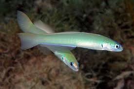 Green Drat Goby