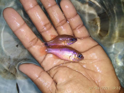 Blue Eyes Ring Tail Cardinal Fish