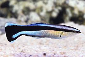 Dr Warsse Fish