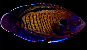 Blue Fin Angelfish