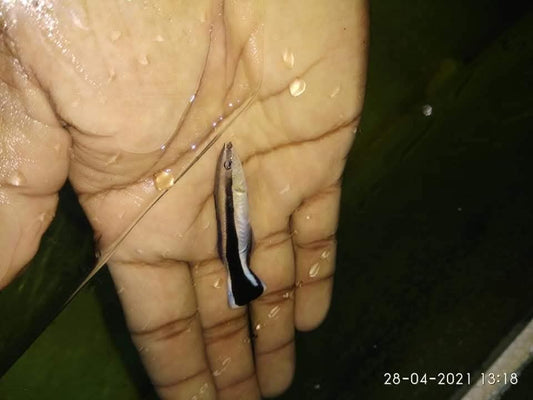 Dr Warsse Fish