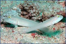 White Sleeper Goby