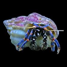 Blue Leg Hermit Crab