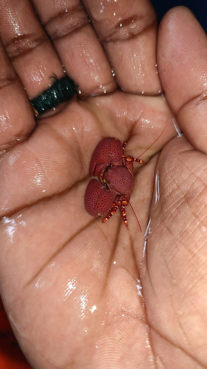 Red Coral Crab