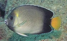 Smoke Angelfish