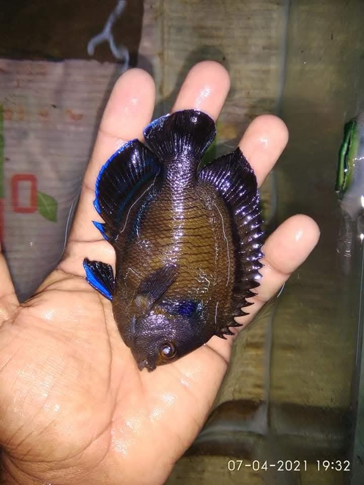Blue Fin Angelfish