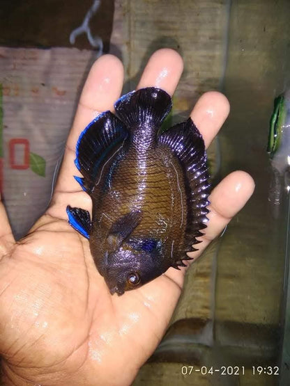 Blue Fin Angelfish