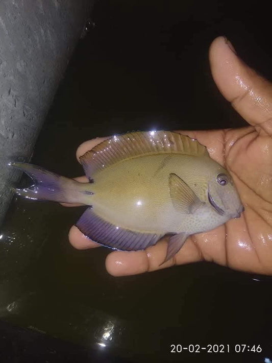 Lavender Tang