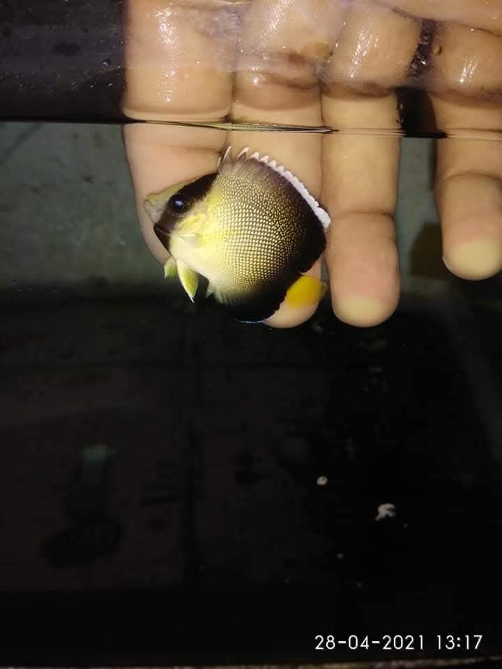 Smoke Angelfish