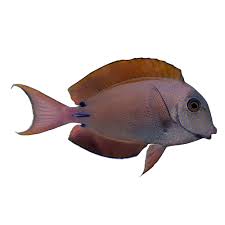Lavender Tang