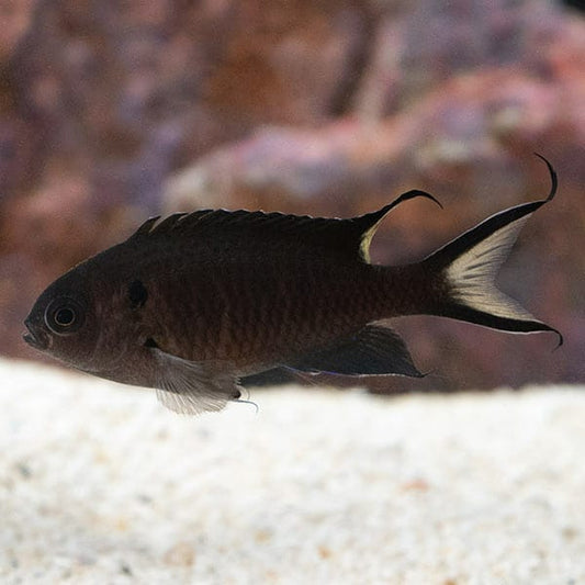 Scissor Tail Damsel Fish