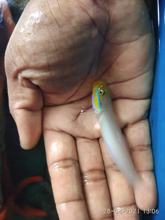 Yellow Head Goby